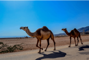 Camels for company in Oman