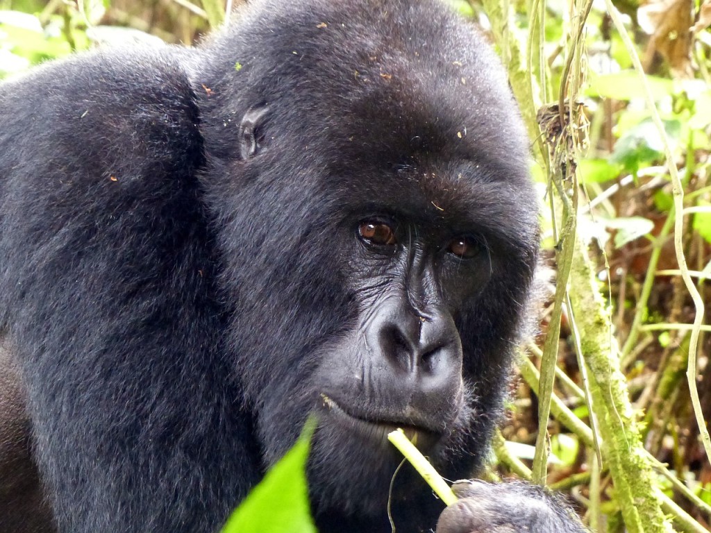 gorilla-trekking-rwanda
