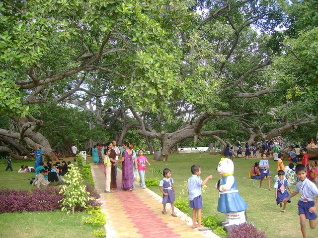 Pillalamarri tree, Mahbubnagar