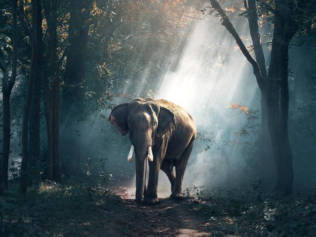 Walking with elephants