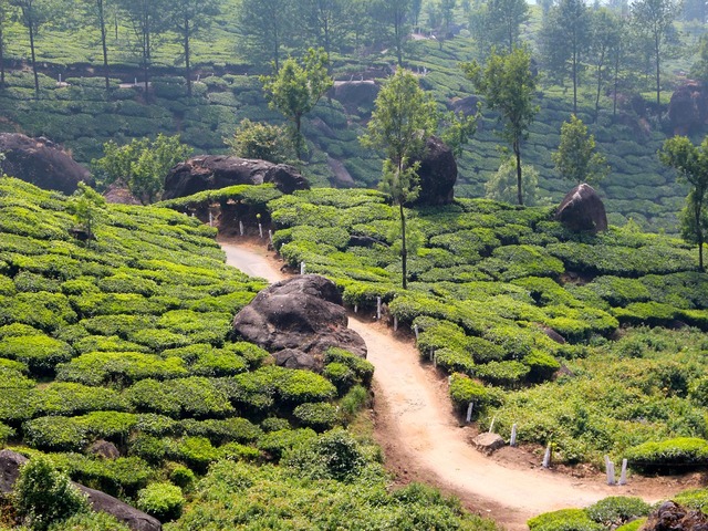 Tea trails